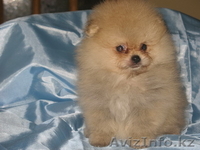 Элитные щенки померанского шпица - Изображение #3, Объявление #169058