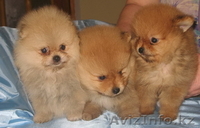 Элитные щенки померанского шпица - Изображение #5, Объявление #169058