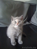 Продам британских котят 1,5мес - Изображение #1, Объявление #164412