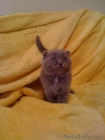 Продам британских котят 1,5мес - Изображение #2, Объявление #164412