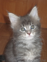 Котята мейн-кун! Беларусь  - Изображение #5, Объявление #168737