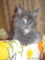 Котята мейн-кун! Беларусь  - Изображение #2, Объявление #168737