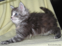 Котята мейн-кун! Беларусь  - Изображение #4, Объявление #168737