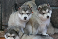 Казахстан. Алматы - Изображение #3, Объявление #164329