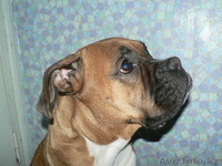 Шабанова Таня, Tanya_05_86@mail.ru,87772099900 - Изображение #1, Объявление #158051