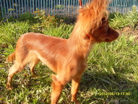 Куплю той терьера длинношерстного девочку  - Изображение #3, Объявление #162511