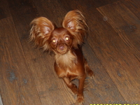 Куплю той терьера длинношерстного девочку  - Изображение #2, Объявление #162511