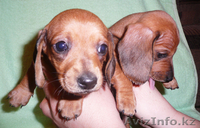 Продам щенков таксы. - Изображение #1, Объявление #209718