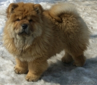 Чау-чау  элитные щенки - Изображение #1, Объявление #205860