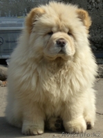 Чау-чау  элитные щенки - Изображение #2, Объявление #205860