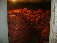 лук репчатый голландский т+7 701 711 38 27 - Изображение #1, Объявление #194053