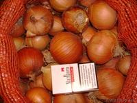лук репчатый голландский т+7 701 711 38 27 - Изображение #2, Объявление #194053