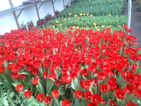 старченкогригорий - Изображение #1, Объявление #186830