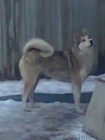 Продажа собаки. - Изображение #1, Объявление #191524