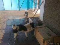 Продажа собаки. - Изображение #3, Объявление #191524