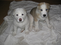 Щенок Среднеазитской авчарки - Изображение #1, Объявление #198225