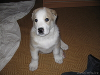 Щенок Среднеазитской авчарки - Изображение #3, Объявление #198225