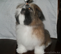 очаровательный щенок ши-тцу - Изображение #1, Объявление #192105