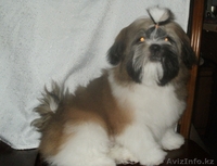 очаровательный щенок ши-тцу - Изображение #2, Объявление #192105