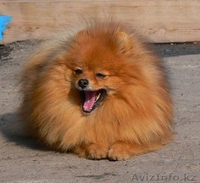 Померанского шпица щенки - Изображение #3, Объявление #195796
