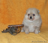Померанского шпица щенки - Изображение #2, Объявление #195796