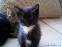 отдам милых котят в хорошие руки - Изображение #1, Объявление #196087