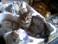 отдам милых котят в хорошие руки - Изображение #2, Объявление #196087
