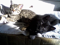 отдам милых котят в хорошие руки - Изображение #3, Объявление #196087