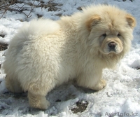 Чау-чау породистые щенки - Изображение #1, Объявление #248109