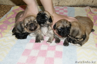 продам щенят пекинеса - Изображение #3, Объявление #233942