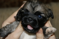 продам щенят пекинеса - Изображение #1, Объявление #233942