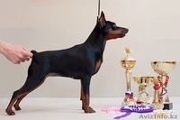 Цверпинчера щенки родословная РКФ - Изображение #1, Объявление #243786