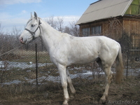 продам лошадей "Жорга" - Изображение #1, Объявление #229018