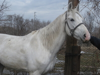 продам лошадей "Жорга" - Изображение #2, Объявление #229018