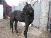 продам лошадей "Жорга" - Изображение #3, Объявление #229018