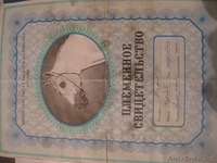 продам лошадей "Жорга" - Изображение #4, Объявление #229018