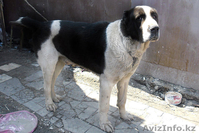 г.Алматы Антон 87772077441 anton5869@mail,ru - Изображение #1, Объявление #220729