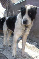 г.Алматы Антон 87772077441 anton5869@mail,ru - Изображение #2, Объявление #220729