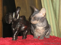 котенок донского сфинкса - Изображение #3, Объявление #217756