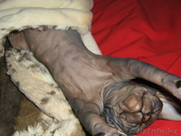 котенок донского сфинкса - Изображение #5, Объявление #217756