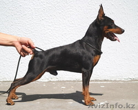 Цверпинчера щенки родословная РКФ - Изображение #2, Объявление #243786