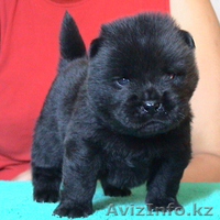 Щенки чау чау с отличной родословной - Изображение #2, Объявление #245274