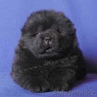 Щенки чау чау с отличной родословной - Изображение #1, Объявление #245274