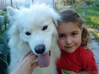 продам щенков самоедской лайки - Изображение #1, Объявление #234099