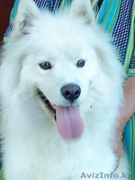 продам щенков самоедской лайки - Изображение #2, Объявление #234099