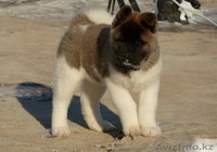 американская акита - Изображение #2, Объявление #202841