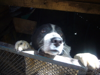 Евгений ketevann@mail.ru 87772299040 - Изображение #1, Объявление #243942