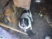 Евгений ketevann@mail.ru 87772299040 - Изображение #2, Объявление #243942