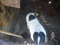 Евгений ketevann@mail.ru 87772299040 - Изображение #3, Объявление #243942