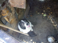 Евгений ketevann@mail.ru 87772299040 - Изображение #4, Объявление #243942